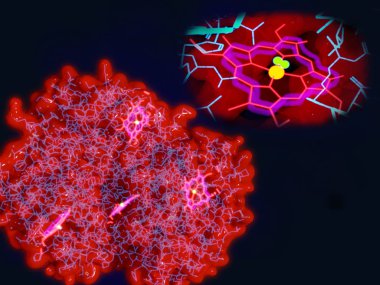 Hemoglobin molekülü, bir oksijen molekülü ile etkin sitelere (yeşil) demir atomu (sarı) bağlı. İllüstrasyon