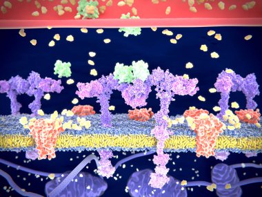 Insulin (green) binding to the insulin receptor (violet) activates the transport of glucose (yellow) into the cell. Illustration  clipart