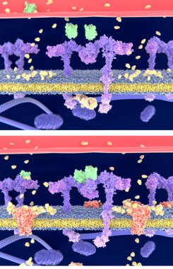 Insulin (green) binding to the insulin receptor (violet) activates the transport of glucose (yellow) into the cell (depicted in 2 phases) - Illustration clipart