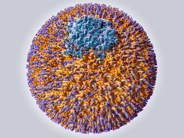Düşük yoğunluklu lipoprotein (Ldl) renk kodu: protein Apob 100 (mavi), fosfolipitler (turuncu), mavi bir kap ile kolesterol (turuncu mor kapaklı). İllüstrasyon