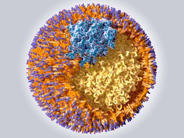 Düşük yoğunluklu lipoprotein (Ldl) protein Apob 100 (mavi), fosfolipitler (mavi bir kap ile portakal), kolesterol (turuncu), mor bir kap ile trigliserid ve Kolesteril ester (sarı) yapısı. İllüstrasyon
