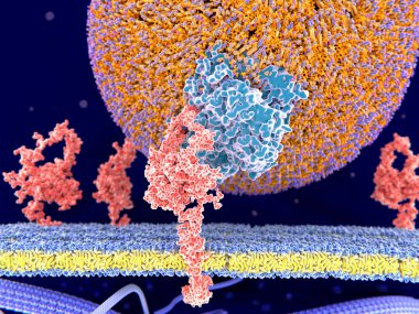 Ldl reseptör LDL particlel bağlama. Ldl-parçacıkları Apoprotein B100 (mavi) bağlar ve onların içselleştirilmesi (endositoz) hücre aracılık eder. İllüstrasyon