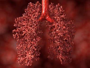 Akciğer, alveoller görünür. İllüstrasyon