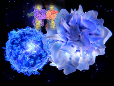 T-hücre reseptör kompleksi Mhc sınıf II-peptid kompleksi. Antijen (açık yeşil) bir peptid bir tümör hücre, bakteri veya virüs var. Etkileşimi farklı aşamalarında. 3D-illüstrasyon işleme.