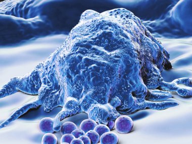 Makrophage, bağışıklık sisteminin engulfs ve digests hücresel enkaz, yabancı maddeler, mikroplar, kanser hücreleri, beyaz kan hücresi türü