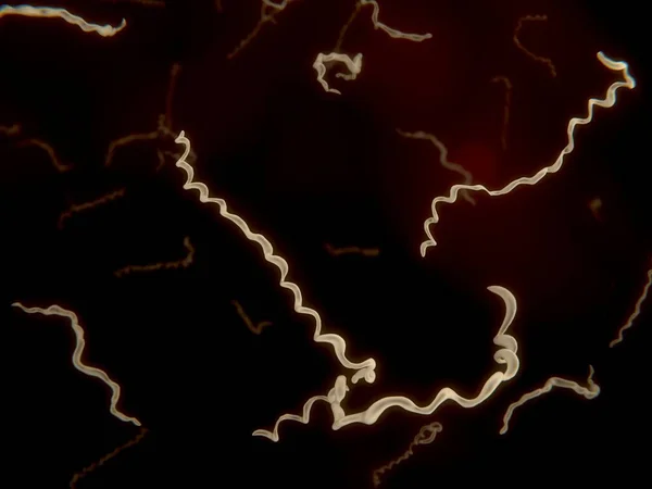 Borrelia detaylı bilimsel illüstrasyon