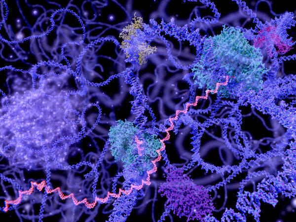 View of the cell nucleus in the interphase (DNA, mRNA, nucleolus and several enzymes). Illustration