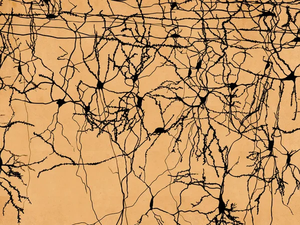 Нейроны Нейронов Обонятельной Коры Головного Мозга Иллюстрация — стоковое фото