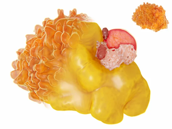 Structure of a fat cell. 3D rendering. Fat cells contain a large lipid droplet (yellow), a nucleus (red) and cell organelles located in the periphery. Illustration