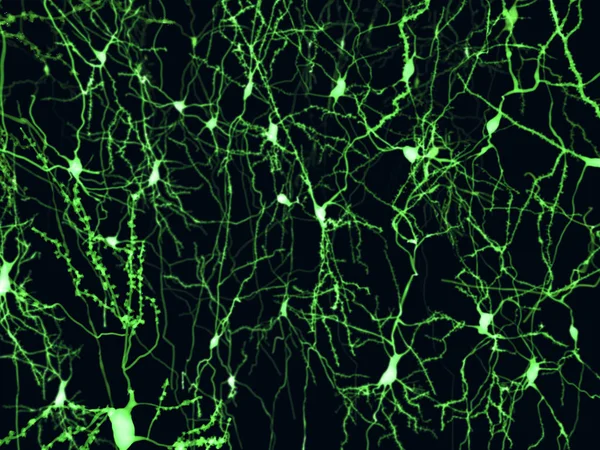 Cortical Neurons Marked Fluorescence Illustration — Stock Photo, Image