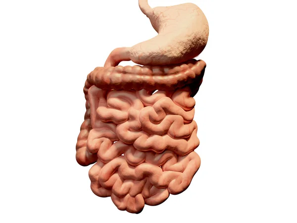 Gastro Intestinale Tractus Spijsverteringskanaal Digestional Darmkanaal Tractus Git Darm Darmkanalen — Stockfoto