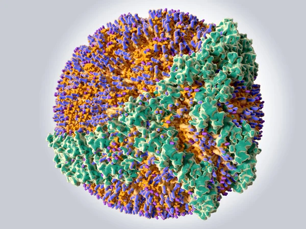 Yüksek yoğunluklu lipoprotein (Hdl) renk kodu: protein Apoa (yeşil), fosfolipitler (turuncu), mavi bir kap ile kolesterol (turuncu mor kapaklı). İllüstrasyon
