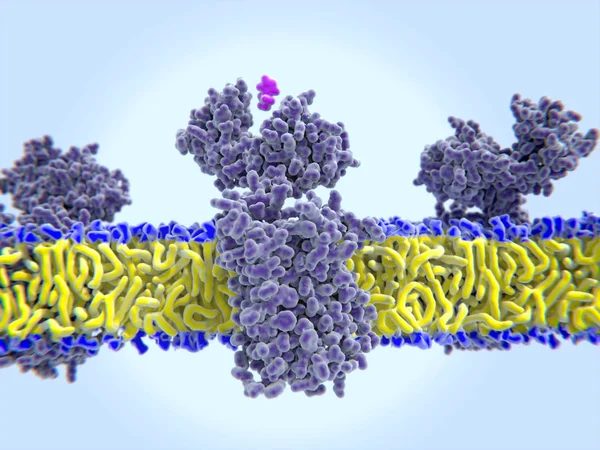 Histamin 바인딩할 반응에서 그것은 백혈구를 혈관의 침투성을 시킵니다 렌더링입니다 일러스트 — 스톡 사진