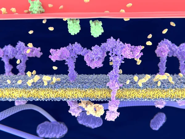 Insulin Grün Das Den Insulinrezeptor Violett Bindet Aktiviert Den Transport — Stockfoto