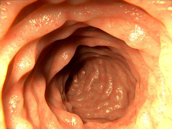 人間の健康な腸 — ストック写真