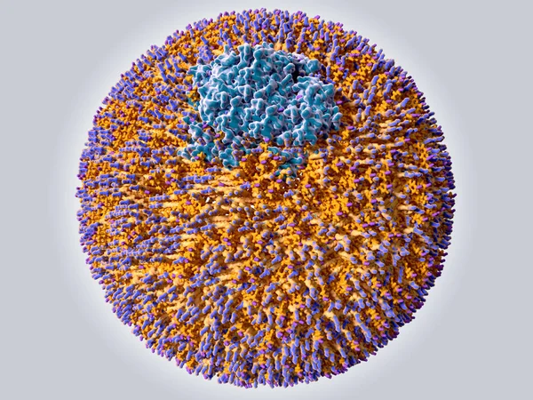 低密度リポタンパク質 Ldl 色コード タンパク質 Apob 100 青キャップ オレンジ リン脂質コレステロール 紫キャップ — ストック写真