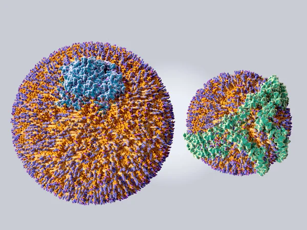 Approximate Size Comparison Ldl Left Hdl Right Particle Illustration — Stock Photo, Image