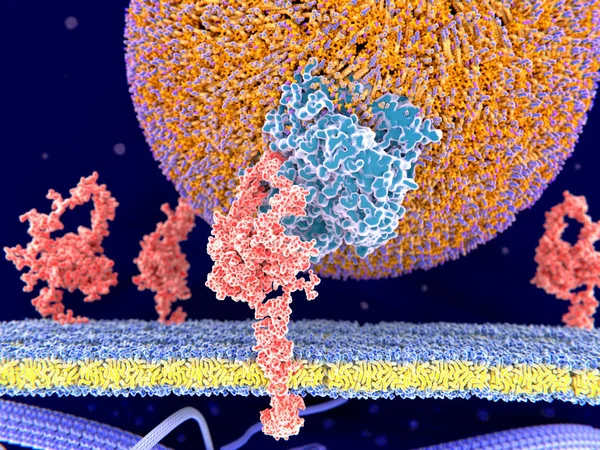 Ligação Partículas Ldl Receptor Ldl Liga Apoproteína B100 Azul Partir — Fotografia de Stock