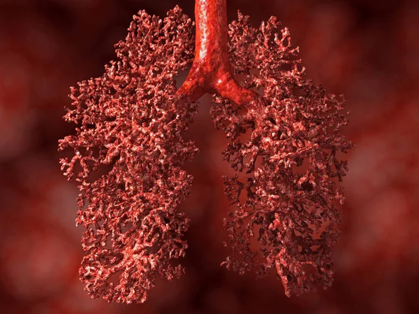 Akciğer, alveoller görünür. İllüstrasyon