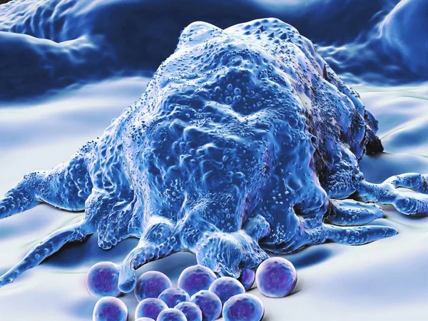 Makrophage, bağışıklık sisteminin engulfs ve digests hücresel enkaz, yabancı maddeler, mikroplar, kanser hücreleri, beyaz kan hücresi türü