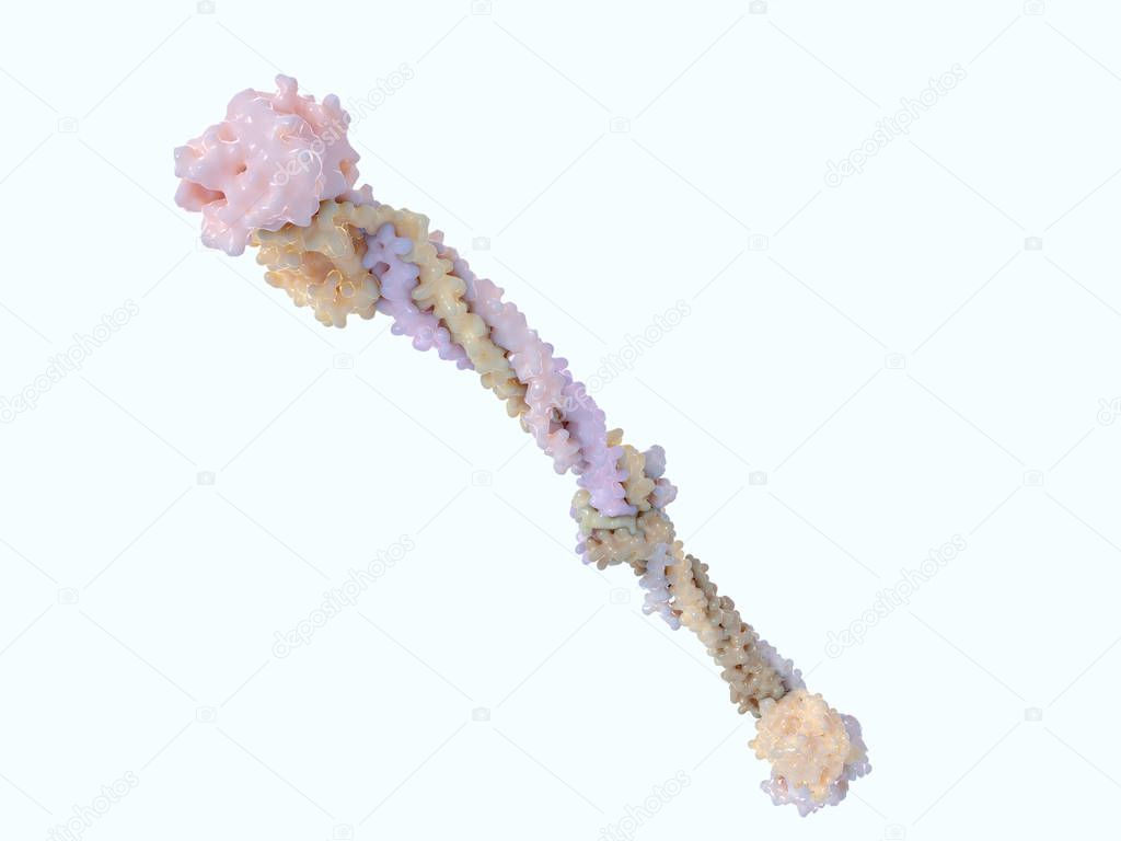 Fibrinogen molecule. Fibrinogen turns to fibrin by the catalysis of thrombin, which causes it to polymerize. Fibrin builds with platelets a clot over blood vessel injuries. 3D Rendering. Illustration