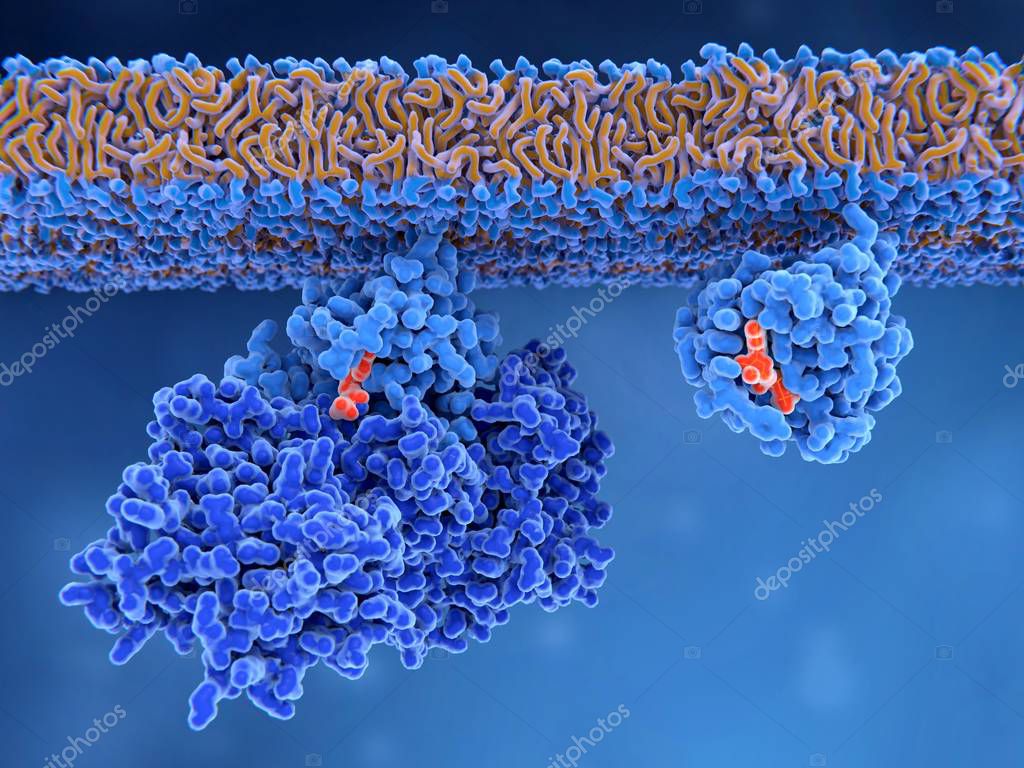 La activación de una proteína Ras La proteína Ras inactiva (izquierda
