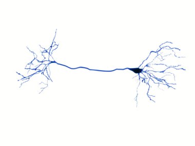 Protoplasmic astrocytes are found in the gray matter and the fibrous in the white matter of the brain. They support neurons in a metabolic and a structural way and regulate the ion concentration in the extracellular space. clipart
