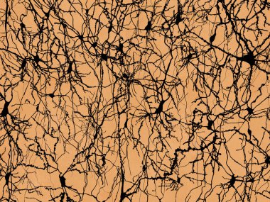 Neuron network, pyramidal neurons of the cortex in the style of Ramon y Cajals drawings. Illustration clipart
