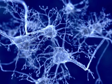 Neurons. Detailed scientific illustration clipart
