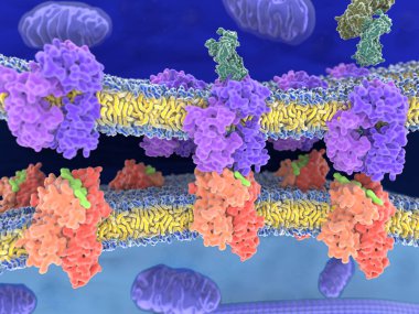 T-hücre reseptör kompleksi Mhc sınıf II-peptid kompleksi. Antijen (açık yeşil) bir peptid bir tümör hücre, bakteri veya virüs var. Etkileşimi farklı aşamalarında. 3D-illüstrasyon işleme.