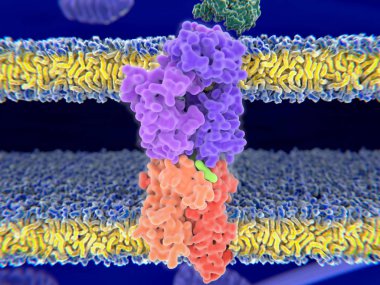 T-hücre reseptör kompleksi Mhc sınıf II-peptid kompleksi. Antijen (açık yeşil) bir peptid bir tümör hücre, bakteri veya virüs var. Karmaşık ve membranlar gömülü. 3D-illüstrasyon işleme.