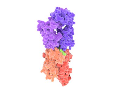T-cell receptor in complex with the MHC class II-peptide complex. The antigen (light green) is a peptide from a tumor cell, bacteria or virus. Different stages of the interaction. 3D-Rendering. Illustration clipart