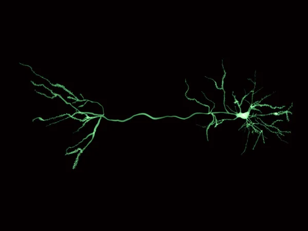 Las Neuronas Piramidales Encuentran Corteza Cerebral Hipocampo Amígdala Neuronas Piramidales — Foto de Stock