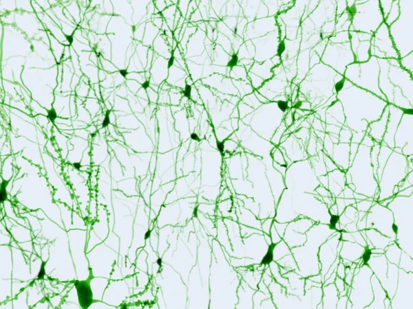 Pyramidal Neurons Found Cerebral Cortex Hippocampus Amygdala Pyramidal Neurons Illustration — Stock Photo, Image
