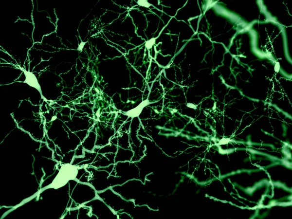 Neuroni Segnati Fluorescenza Illustrazione — Foto Stock