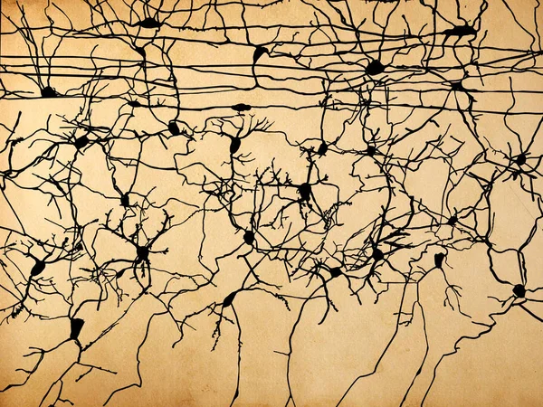 Neuronas Neuronas Corteza Olfativa Ilustración — Foto de Stock