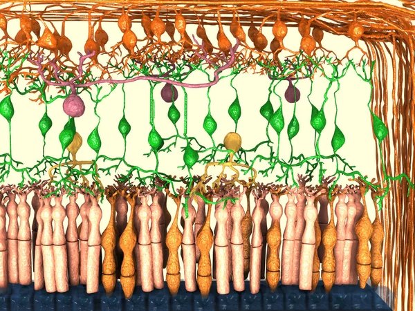 網膜は眼の組織の最も内側にある 光に敏感な層 — ストック写真