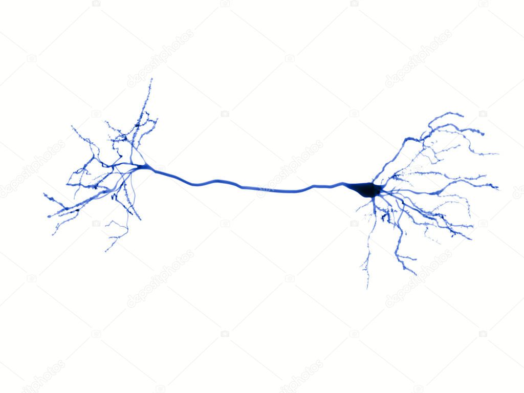 Protoplasmic astrocytes are found in the gray matter and the fibrous in the white matter of the brain. They support neurons in a metabolic and a structural way and regulate the ion concentration in the extracellular space.
