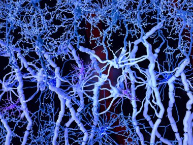 White matter: neurons with myelinated axons, oligodendrocytes forming the myelin sheaths, fibrous astrocytes and microglia cells  clipart