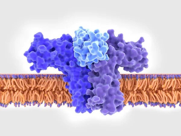 Interleucina 4 (IL-4) unida a su receptor — Foto de Stock