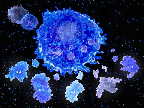 Después de la activación por una célula presentadora de antígeno, una célula T ayudante segrega varias citocinas . — Foto de Stock