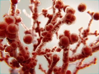 Candida albicans, patojenik maya
