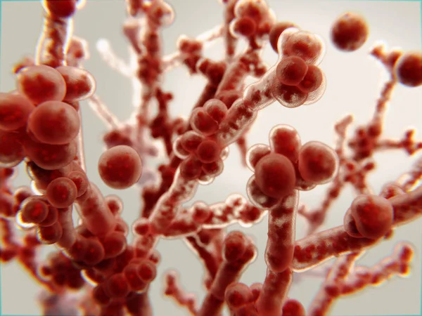 Candida albicans, un lievito patogeno — Foto Stock