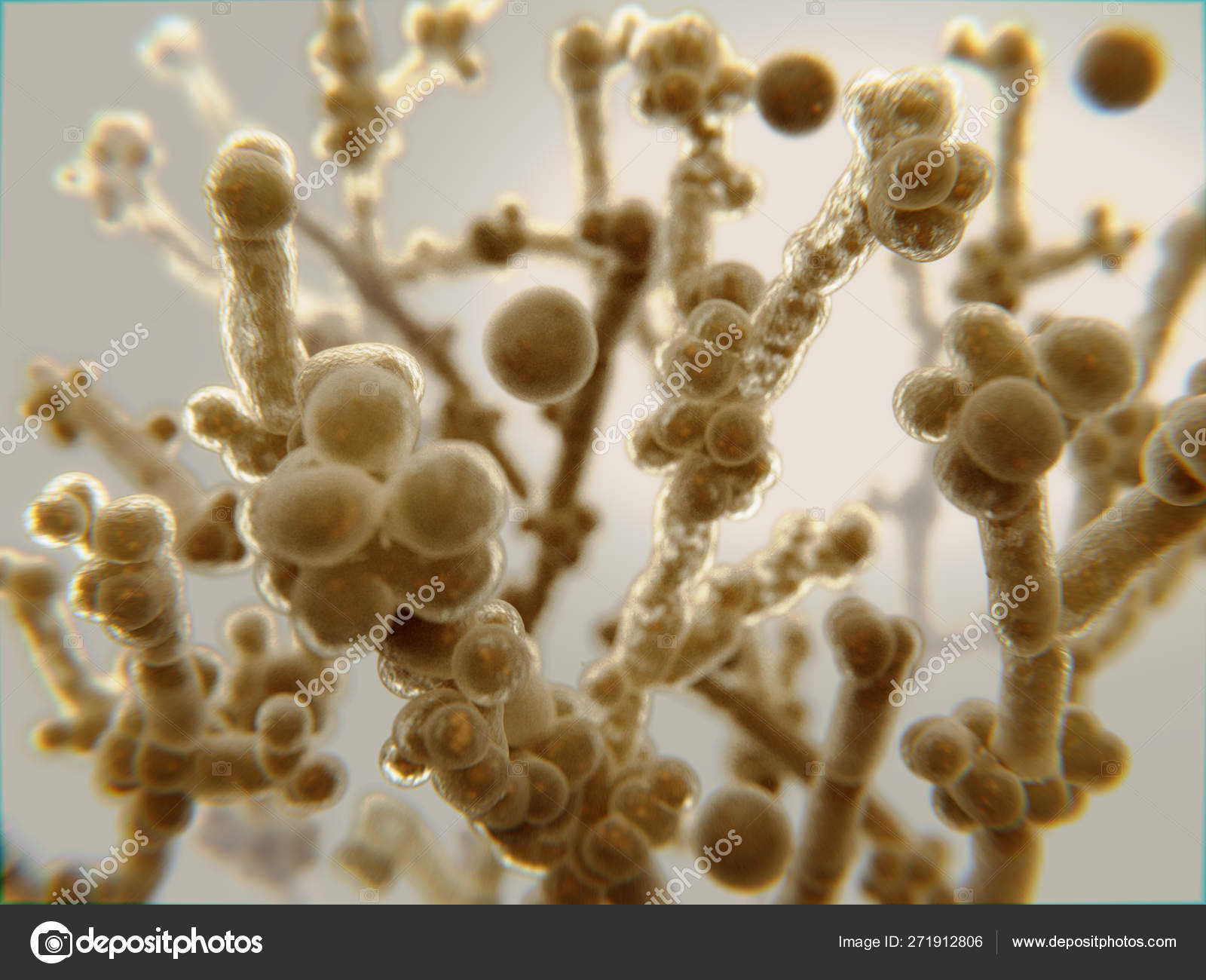 кандида вызывает. дрожжи кандида. дрожжеподобные грибы кандида. дрожжеподобные грибы кандида. кандида источник инфекции.
