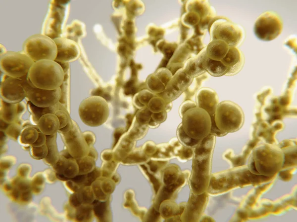 Candida auris, a pathogenic yeast that causes candidiasis — Stock Photo, Image