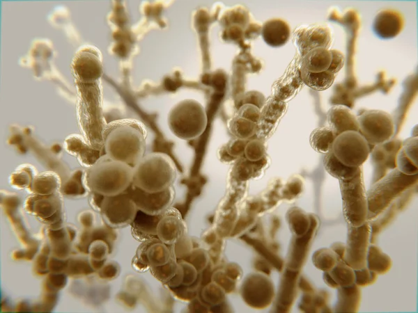 Candida mayası, kanddidiasis neden olan bir patojen