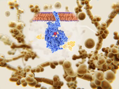 Candida Auris azole antifungaller direnci.