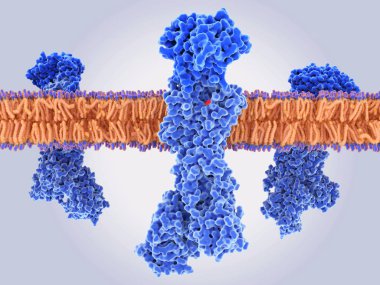 The gastric proton pump H+,K+ -ATPase with a proton pump inhibitor (PPI) bound clipart