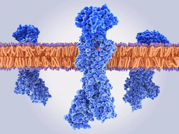 La bomba de protones gástricos H +, K + -ATPasa con un inhibidor de la bomba de protones (IBP) unido — Foto de Stock