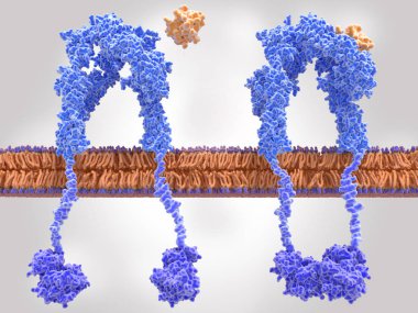 Insulin receptor inactivated (left) and activated (right) after insulin binding clipart